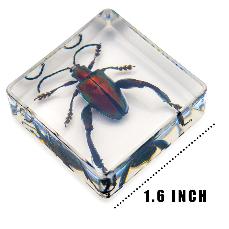 [Australia - AusPower] - EJLIFEBOX 6 PCS Resin Insect Specimen Set, Butterfly, Jewel Frog Beetle, Silk Moth, Chafer, Stinkbug, Wasp, Science Education Toy for Kids 