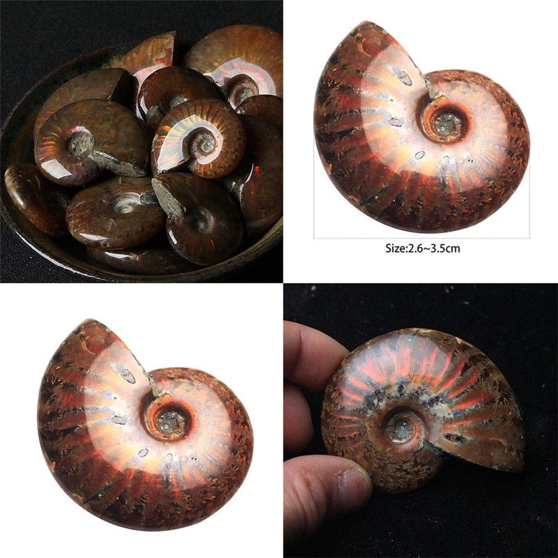 [Australia - AusPower] - Natural Spiral Ammolite Ammonite,Madagascar Stone Specimen Ammonite Iridescent Natural Iridescent Sutured 