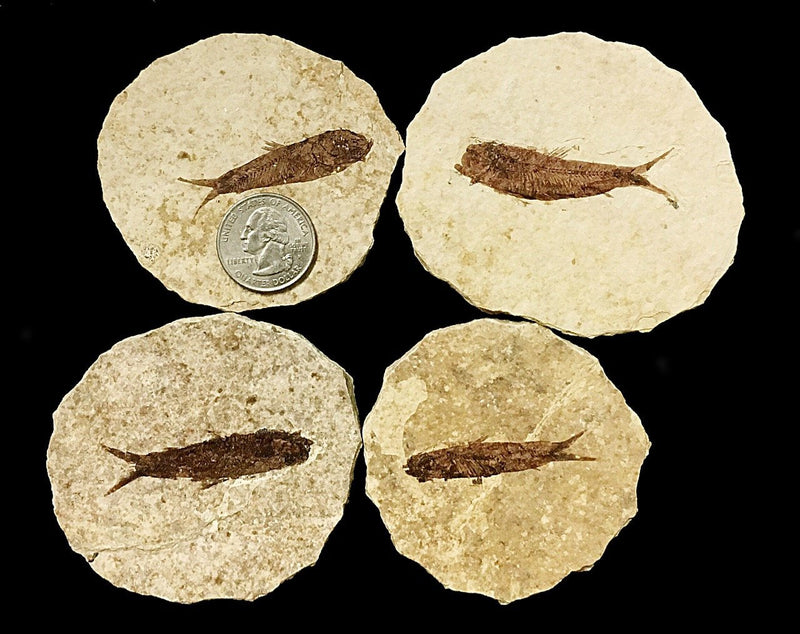 [Australia - AusPower] - Genuine Fish Fossil from Wyoming USA (Knightia Alta) 