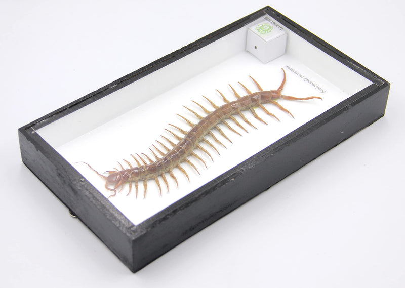 [Australia - AusPower] - TAXIBUGS Real Centipede Millipede Scolopendra MORSITANS Taxidermy Insect in 3D Wooden Frame (White Background, Black Wooden Box) White Background, Black Wooden Box 