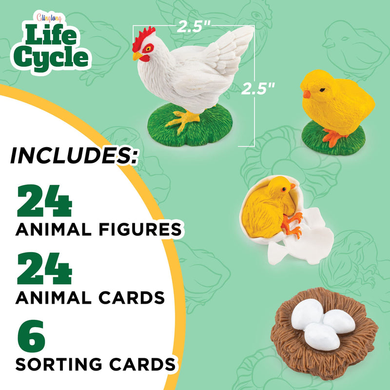 [Australia - AusPower] - GLINGLONG Life Cycle Kit Toy Montessori - Realistic Figurine Toys, Kids Figure Animal Match Set with Frog, Ladybug, & More - Includes 24-Piece Animals, Educational & Fun Matching Game for Children 3+ 
