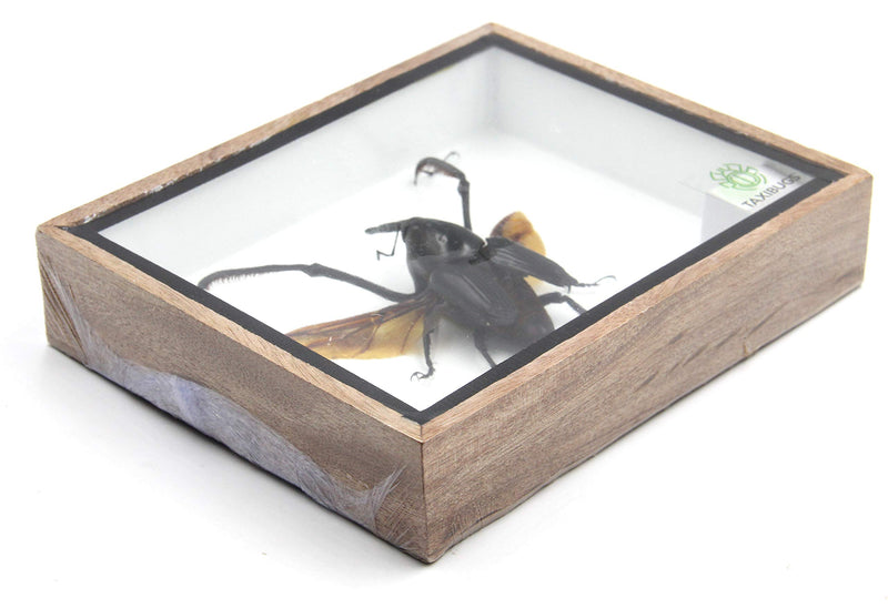 [Australia - AusPower] - Real Exotic Giant Long Leg Weevil Snout Beetle (Cyrtotracheulus Dux) Male- Taxidermy Insect Bug Collection Framed in a Wooden Box as Pictured (Spread Wings) Spread Wings 
