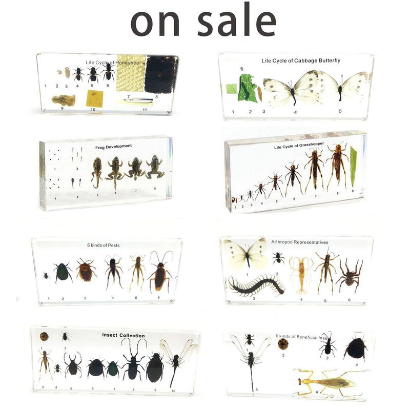 [Australia - AusPower] - Lifecycle of a Honey Bee Science Classroom Specimens for Science Education 