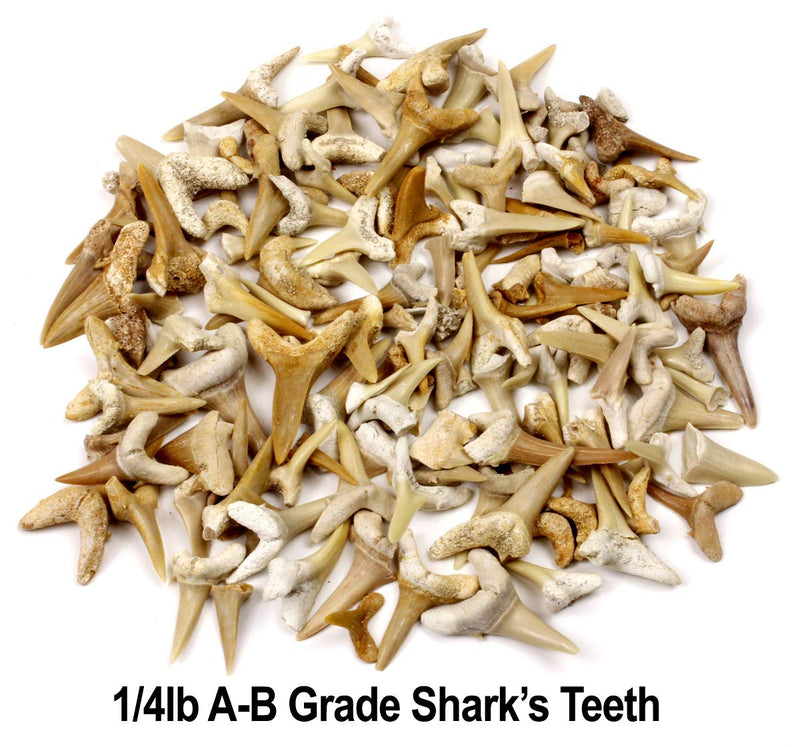 [Australia - AusPower] - SHARK TEETH Fossils (1 Pound) Bulk Wholesale, Grade A, B & C Mix Genuine Moroccan, 50-60 Million Years old (Paleocene Period), Real Authentic Shark Tooth Collection, FREE BONUS: Fossil Book & ID Card 