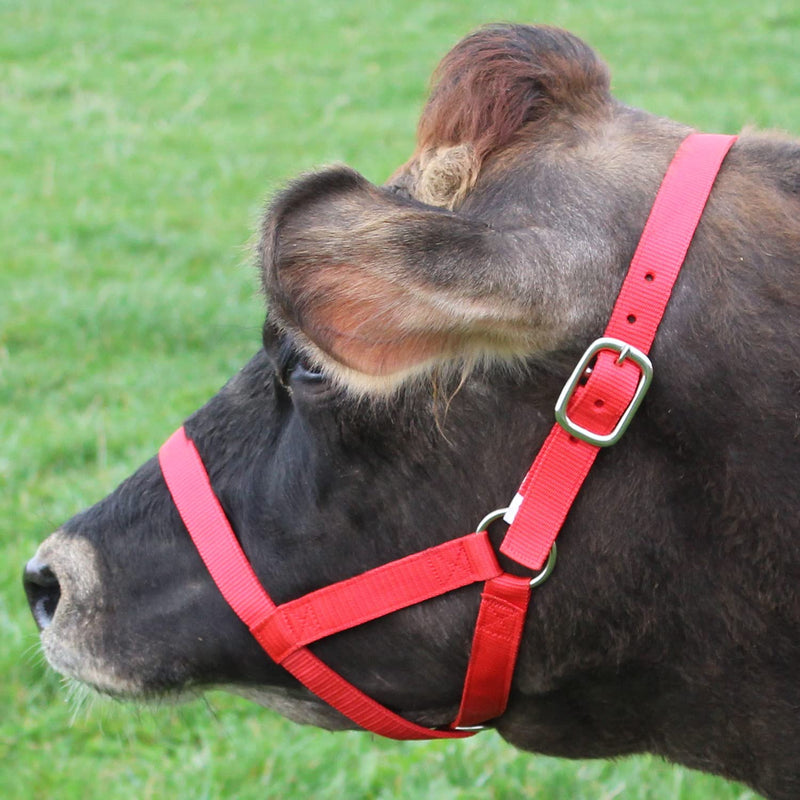 [Australia - AusPower] - Derby Originals Adjustable Nylon Livestock Cattle Halters Available Small (250-500lbs) Black 
