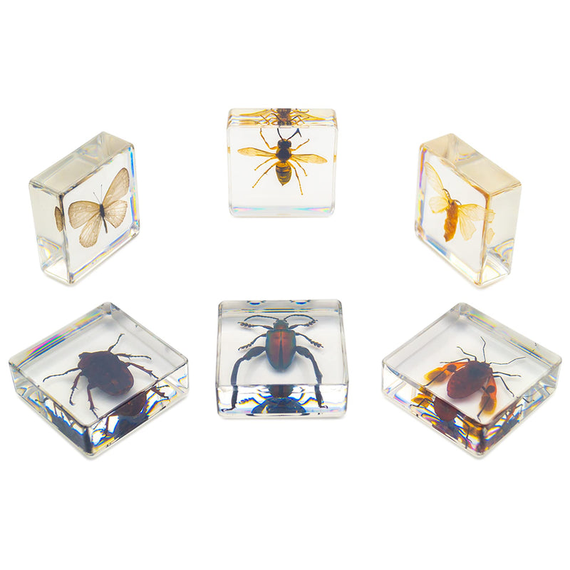 [Australia - AusPower] - EJLIFEBOX 6 PCS Resin Insect Specimen Set, Butterfly, Jewel Frog Beetle, Silk Moth, Chafer, Stinkbug, Wasp, Science Education Toy for Kids 