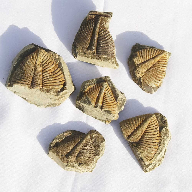 [Australia - AusPower] - SUNNYHILL Authentic Trilobite Tail Fossil Kit Natural Trilobite Real Fossils Gifts for Rock Collectors and Lovers (6pcs) 6pcs 