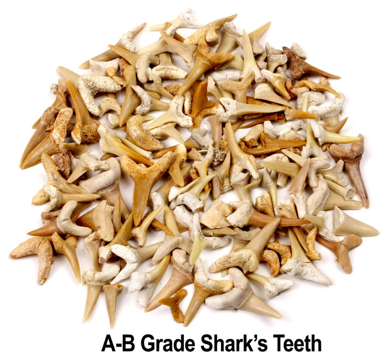 [Australia - AusPower] - SHARK TEETH Fossils (1 Pound) Bulk Wholesale, Grade A & B Mix Genuine Moroccan, 50-60 Million Years old (Paleocene Period), Real Authentic Shark Tooth Collection, and Fossil Book & ID Card 