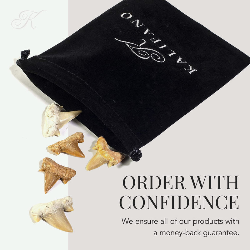 [Australia - AusPower] - KALIFANO Authentic Fossilized Prehistoric Mini Shark Teeth (5 Pack) from Morocco - Shark Tooth for Fossil Collections and Education Purposes (Information Card Included) 