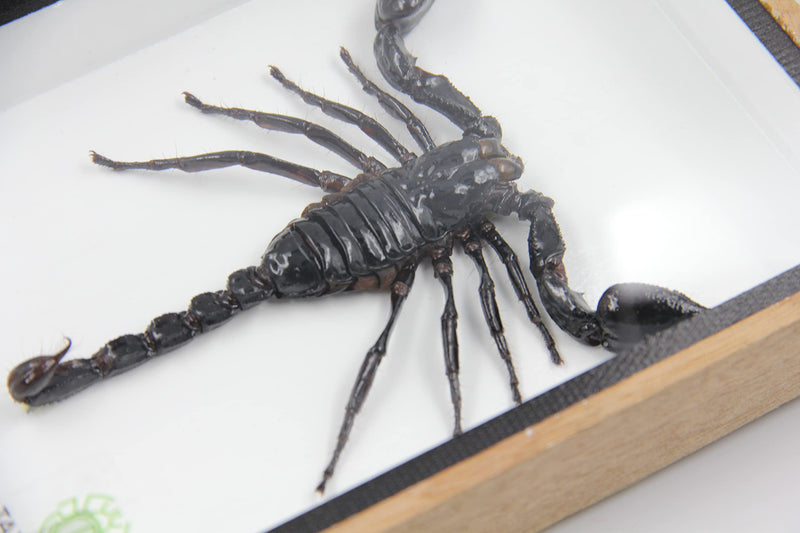 [Australia - AusPower] - TAXIBUGS Real Exotic Poisonous Scorpion  Preserved Taxidermy Insect Bug Collection Framed in a 3D Wooden Frame as Pictured Taxidermy (Wooden Box) Wooden Box 