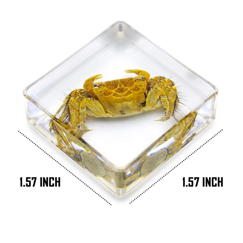 [Australia - AusPower] - EJLIFEBOX 6 PCS Marine Life Specimen Set,Hermit Crab,Fiddler Crab,Starfish,Nassariidae,Sea Cucumber, Chiromantes Dehaani Resin Collection Science Toys 
