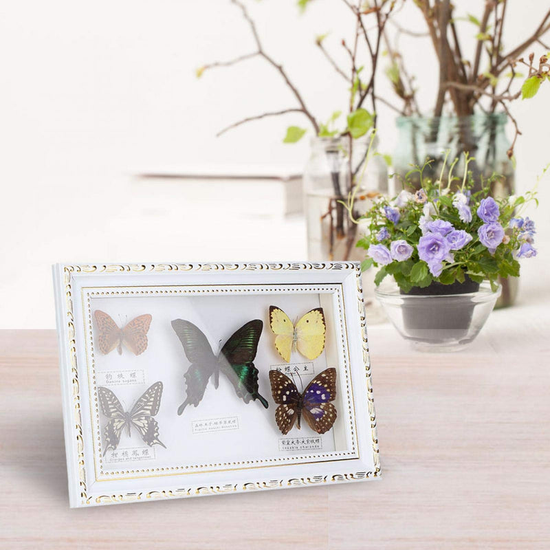 [Australia - AusPower] - Real Framed Butterfly, Butterfly Specimen Display With Black and White Frame Taxidermy Home Ornament Decor-5 Vivid and Unique Species Collection for Holiday and Birthday Craft Gift(White Frame) 