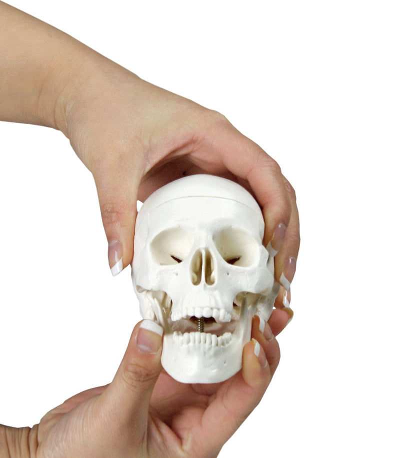 [Australia - AusPower] - Walter Products B10219 Human Skull Model, Half Size, 3 Parts, 4 x 3 x 4 Inches 
