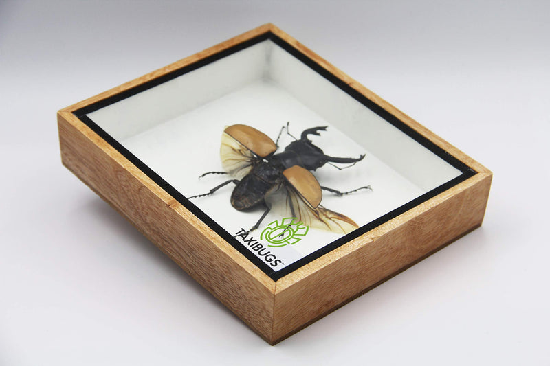 [Australia - AusPower] - Real Exotic Stag Beetle (Odontolobis Elegans) Open Wings - Taxidermy Insect Bug Collection Framed in a Wooden Box as Pictured (Wooden Box) 