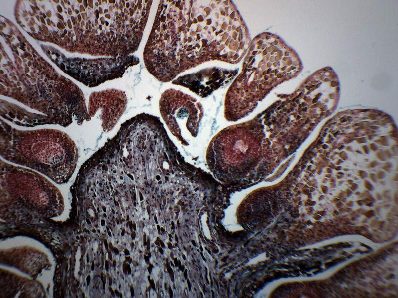 [Australia - AusPower] - Pine Life History Composite - Prepared Microscope Slide - 75 x 25mm - Biology & Microscopy - Eisco Labs Single Slide 