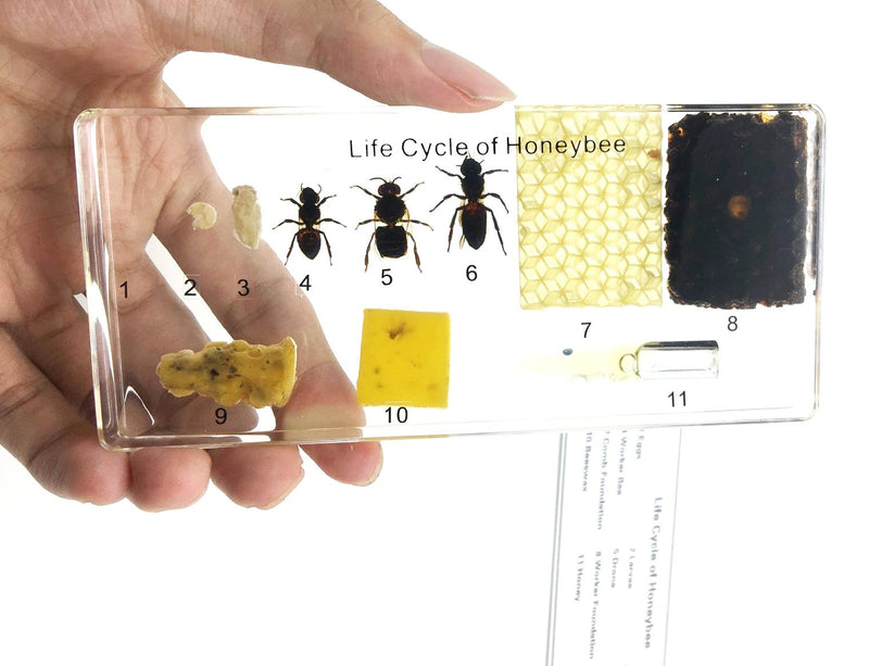 [Australia - AusPower] - Lifecycle of a Honey Bee Science Classroom Specimens for Science Education 
