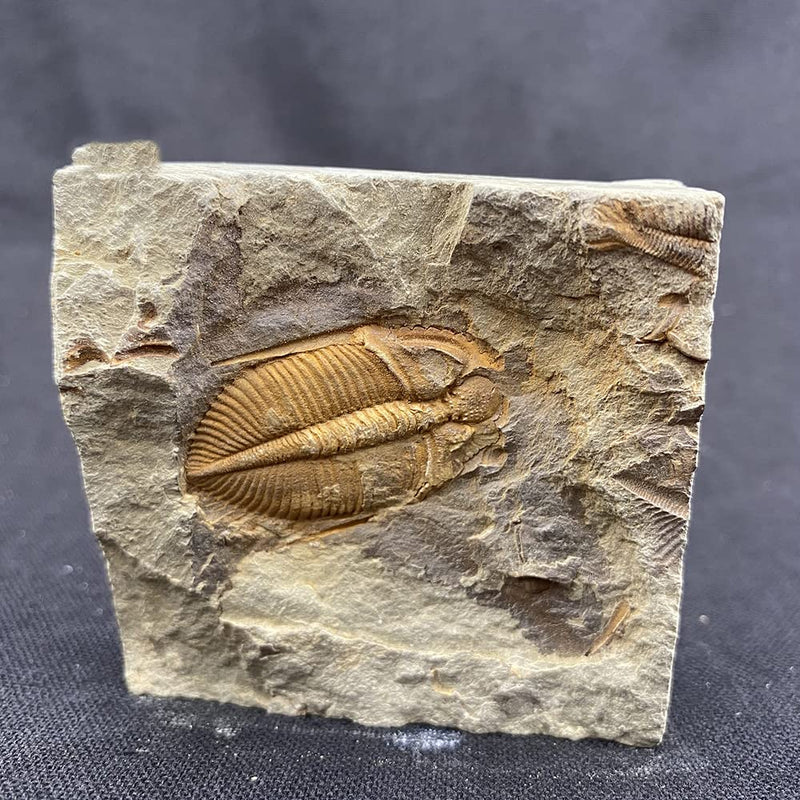[Australia - AusPower] - Real Trilobite Fossil from Hunan of China 450 Million Years Ago for Collections and Education 
