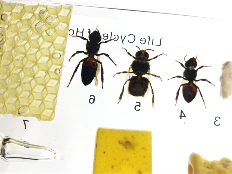 [Australia - AusPower] - Lifecycle of a Honey Bee Science Classroom Specimens for Science Education 