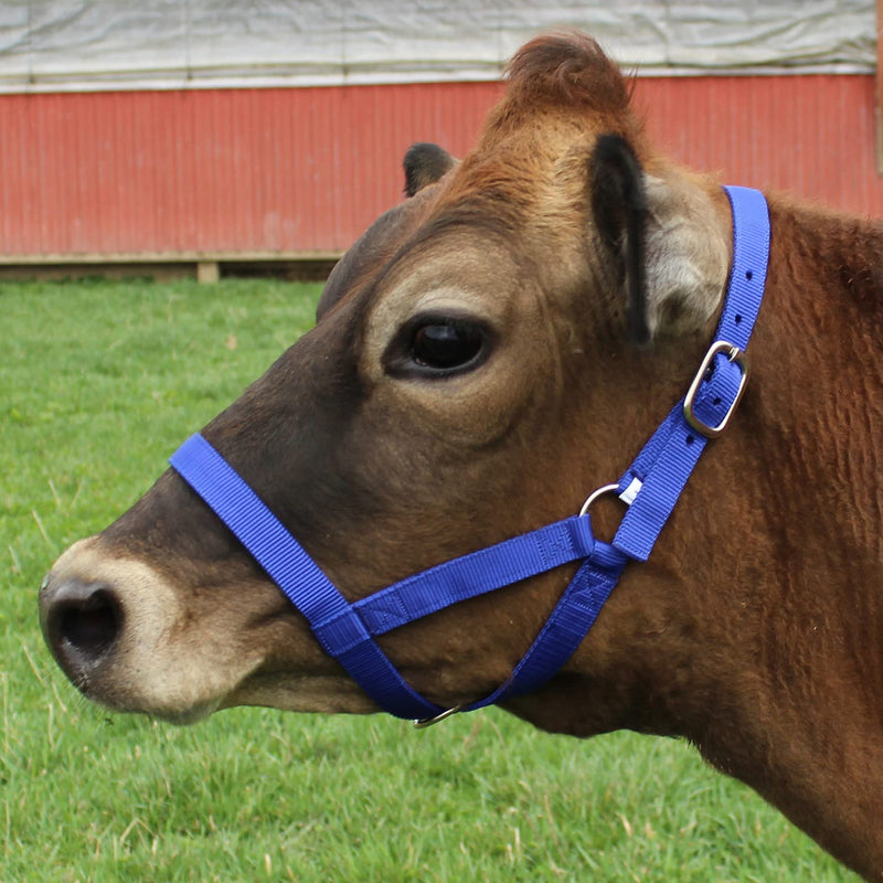 [Australia - AusPower] - Derby Originals Adjustable Nylon Livestock Cattle Halters Available Small (250-500lbs) Black 