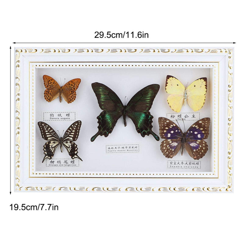 [Australia - AusPower] - Real Framed Butterfly, Butterfly Specimen Display With Black and White Frame Taxidermy Home Ornament Decor-5 Vivid and Unique Species Collection for Holiday and Birthday Craft Gift(White Frame) 