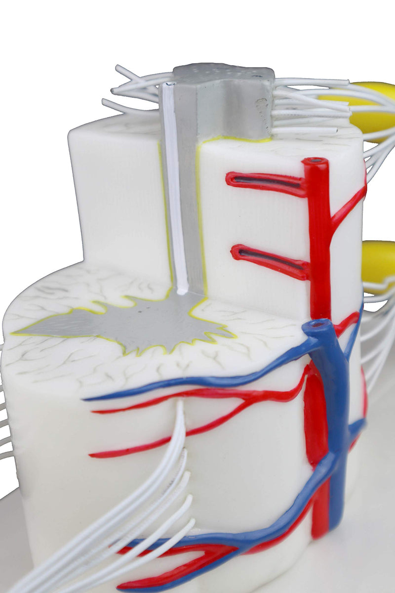 [Australia - AusPower] - Vision Scientific VAV260 Medical Vertebral & Partial Spinal Cord|5X Life Size|Longitudinally&Cross Section Showing Grey&White Matter|Nerve Branches|Spinal Ganglion & Blood Vessels |Instruction Manual 