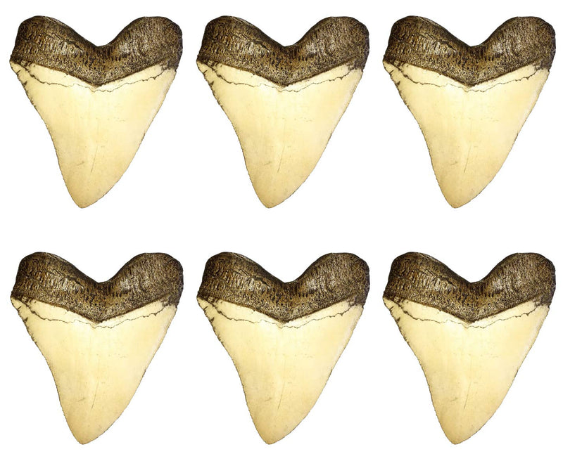 [Australia - AusPower] - Universal Specialties Huge Realistic 5.5 Inch Carcharodon Megalodon Giant Shark Tooth Fossil Natural Colors Prehistoric Museum Quality Large Display Great Teeth for Kids or Collectors (Replica) 