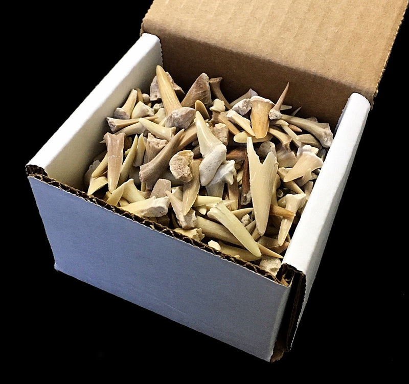 [Australia - AusPower] - Half Pound of Genuine Shark Teeth in Gift Box - Fossilized Moroccan Teeth! - Wholesale Bulk Shark Teeth! 