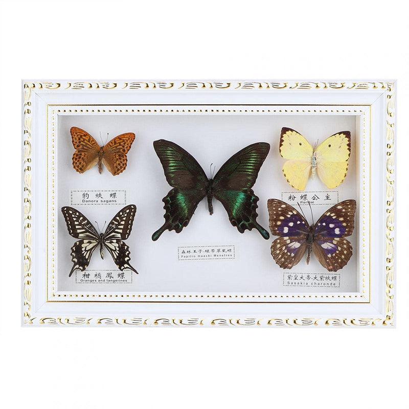 [Australia - AusPower] - Real Framed Butterfly, Butterfly Specimen Display With Black and White Frame Taxidermy Home Ornament Decor-5 Vivid and Unique Species Collection for Holiday and Birthday Craft Gift(White Frame) 