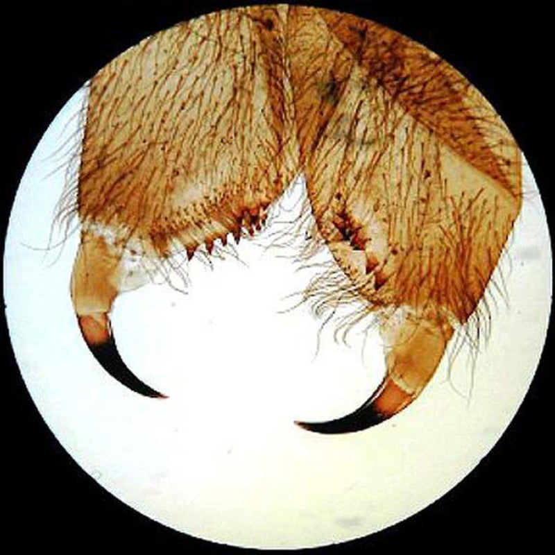 [Australia - AusPower] - AmScope PS50 Prepared Microscope Slide Set for Basic Biological Science Education, 50 Slides, Includes Fitted Wooden Case 