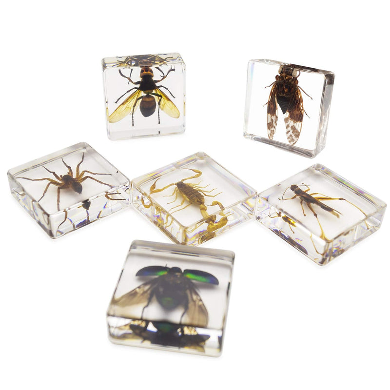 [Australia - AusPower] - 6 PCS Insect Specimen Set,Cicada,Wasp,Spider,Scorpion,Locust,Chafer Resin Collection Science Toys 