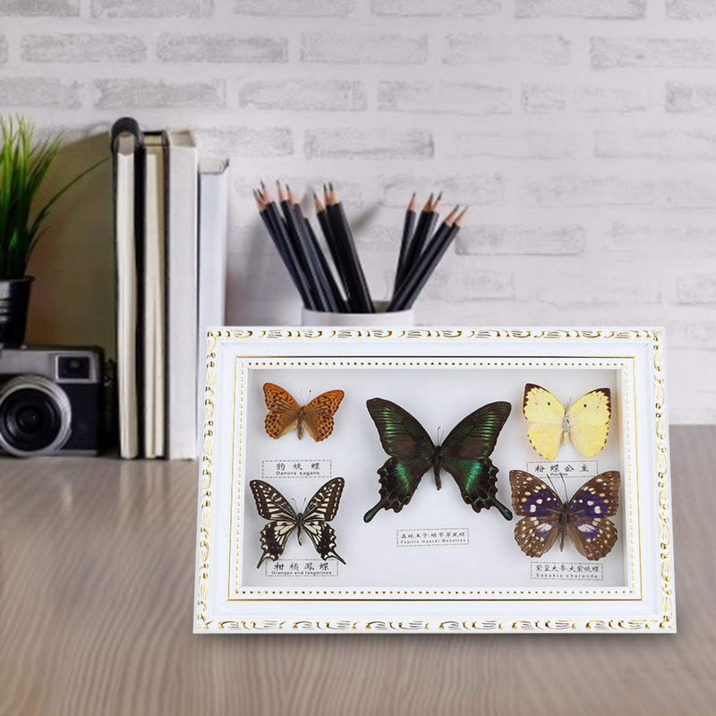 [Australia - AusPower] - Real Framed Butterfly, Butterfly Specimen Display With Black and White Frame Taxidermy Home Ornament Decor-5 Vivid and Unique Species Collection for Holiday and Birthday Craft Gift(White Frame) 