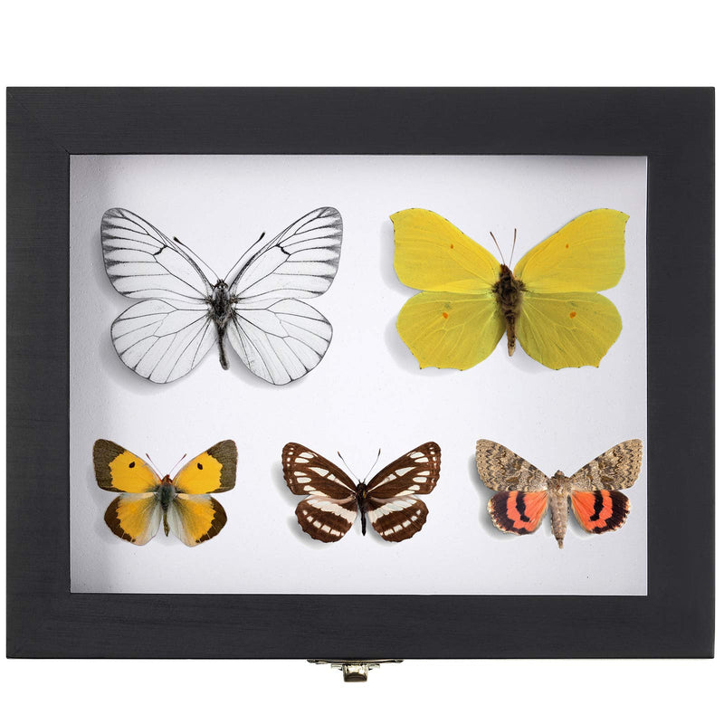 Insect Display Case Box Collection Box with Clear Top, EVA Foam Pinning ...