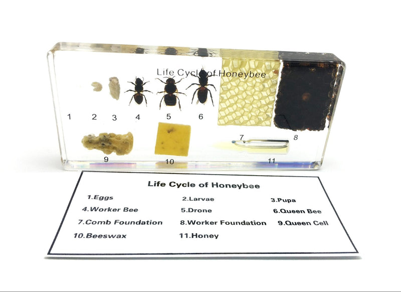 [Australia - AusPower] - Lifecycle of a Honey Bee Science Classroom Specimens for Science Education 