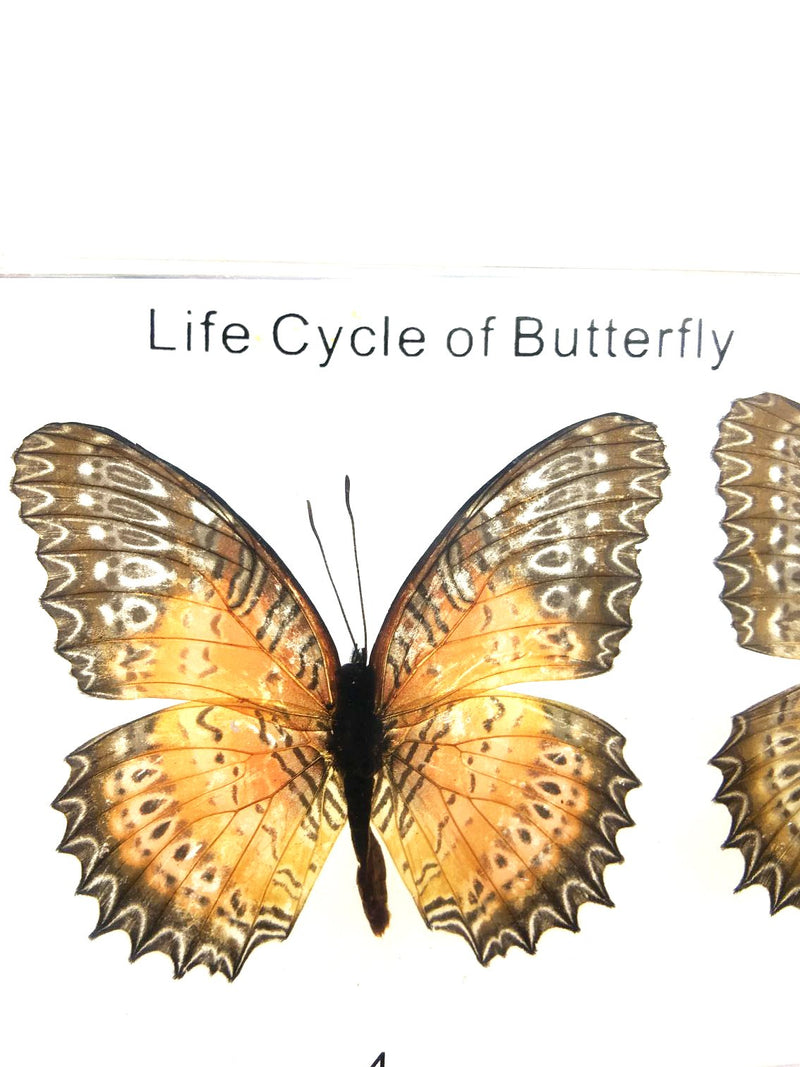 [Australia - AusPower] - Lifecycle of a Butterfly Paperweights Science Classroom Specimens for Science Education Lifecycle of a Butterfly 1 