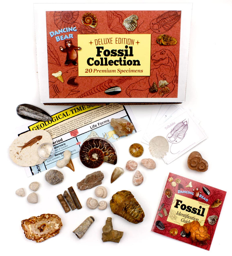 [Australia - AusPower] - DANCING BEAR Fossil Collection Set, 20 Real Premium Specimens: Trilobite, Ammonite, Fish Fossil, Shark Tooth, Petrified Wood, Dinosaur Bone, Fossil Book, Time Scale, ID Cards, STEM Science Kit 