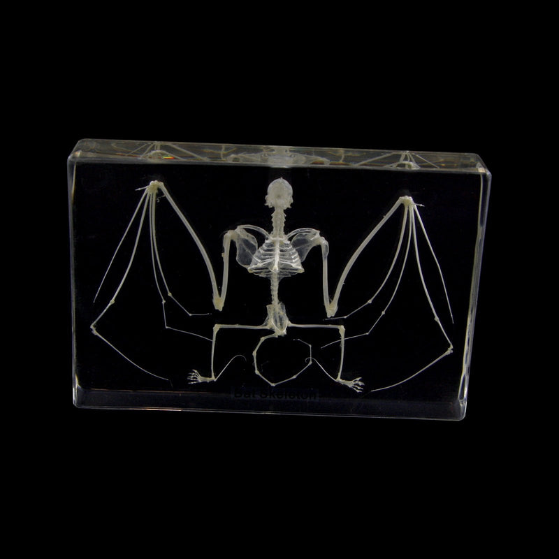 [Australia - AusPower] - REALBUG Bat Skeleton Specimen 