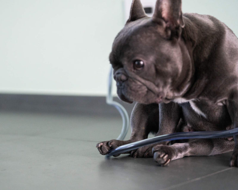 [Australia - AusPower] - PetCords Dog and Cat Cord Protector- Protects Your Pets and Critters from Chewing Through Cables up to 20ft, XL- Unscented, Odorless Made in USA 