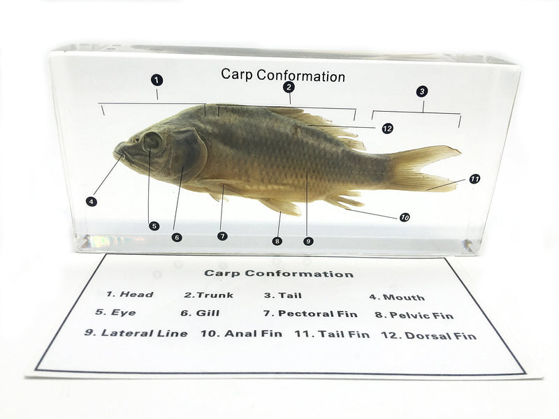 [Australia - AusPower] - Fish Carp Conformation Specimen in Acrylic Block Paperweights Science Classroom Specimens for Science Education 