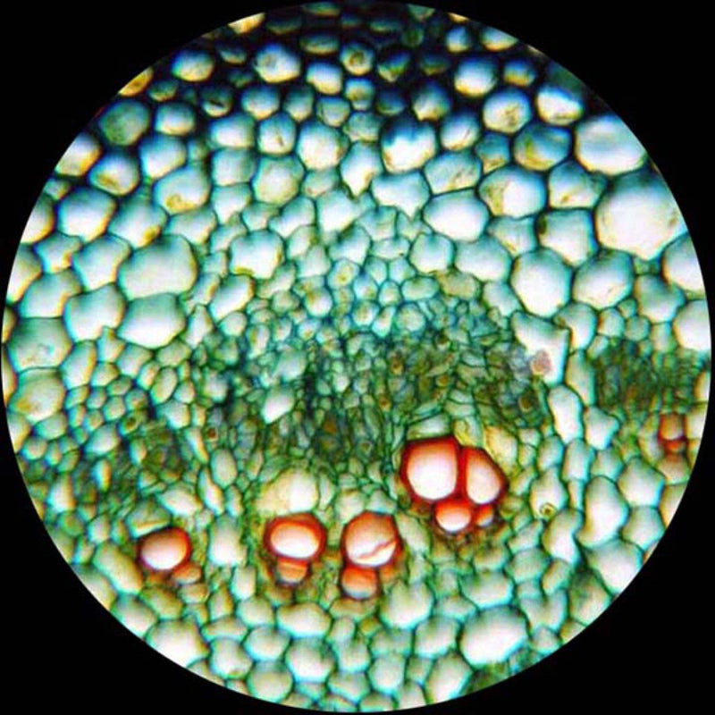 [Australia - AusPower] - AmScope PS50 Prepared Microscope Slide Set for Basic Biological Science Education, 50 Slides, Includes Fitted Wooden Case 