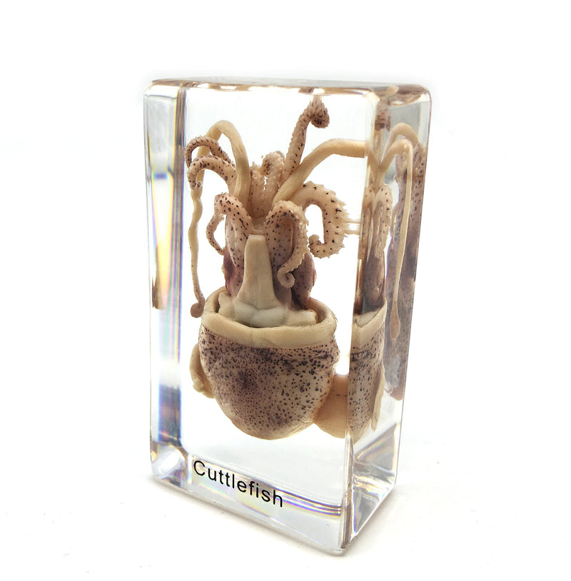 [Australia - AusPower] - Squid Cuttlefish Specimen in Acrylic Block Paperweights Science Classroom Specimens for Science Education（2.9x1.6x1 inch） 