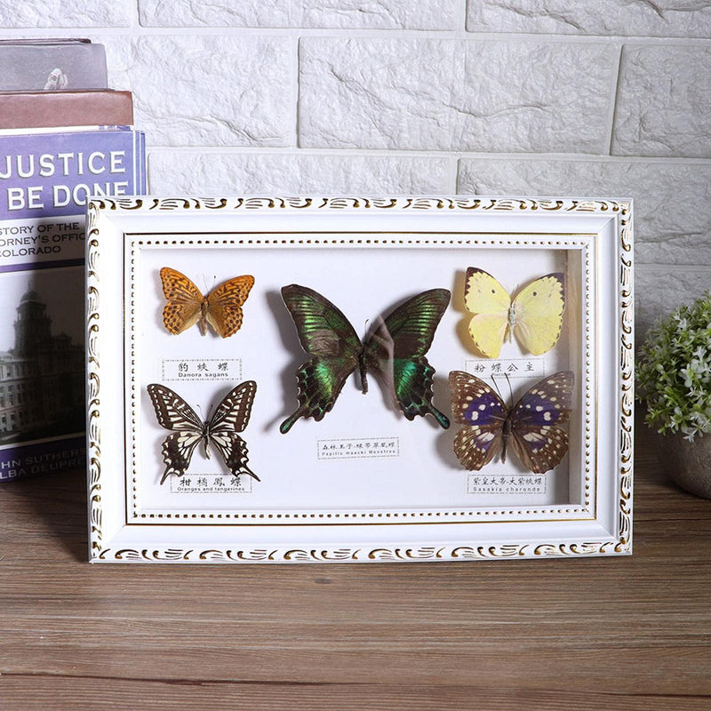 [Australia - AusPower] - Real Framed Butterfly, Butterfly Specimen Display With Black and White Frame Taxidermy Home Ornament Decor-5 Vivid and Unique Species Collection for Holiday and Birthday Craft Gift(White Frame) 