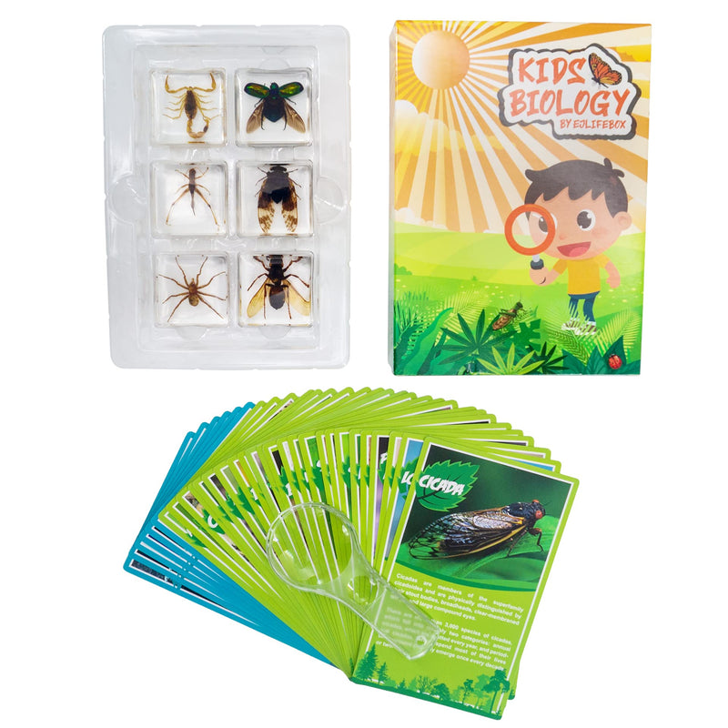 [Australia - AusPower] - 6 PCS Insect Specimen Set,Cicada,Wasp,Spider,Scorpion,Locust,Chafer Resin Collection Science Toys 