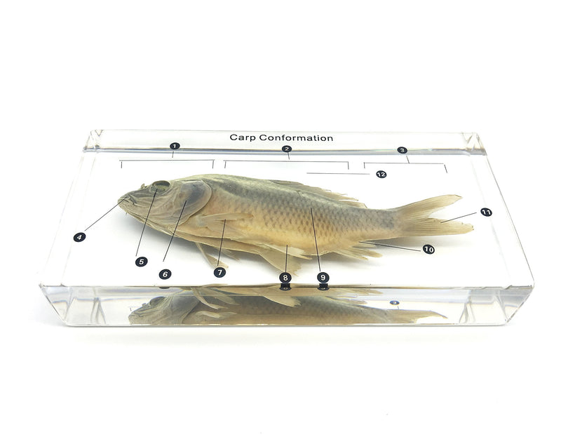 [Australia - AusPower] - Fish Carp Conformation Specimen in Acrylic Block Paperweights Science Classroom Specimens for Science Education 
