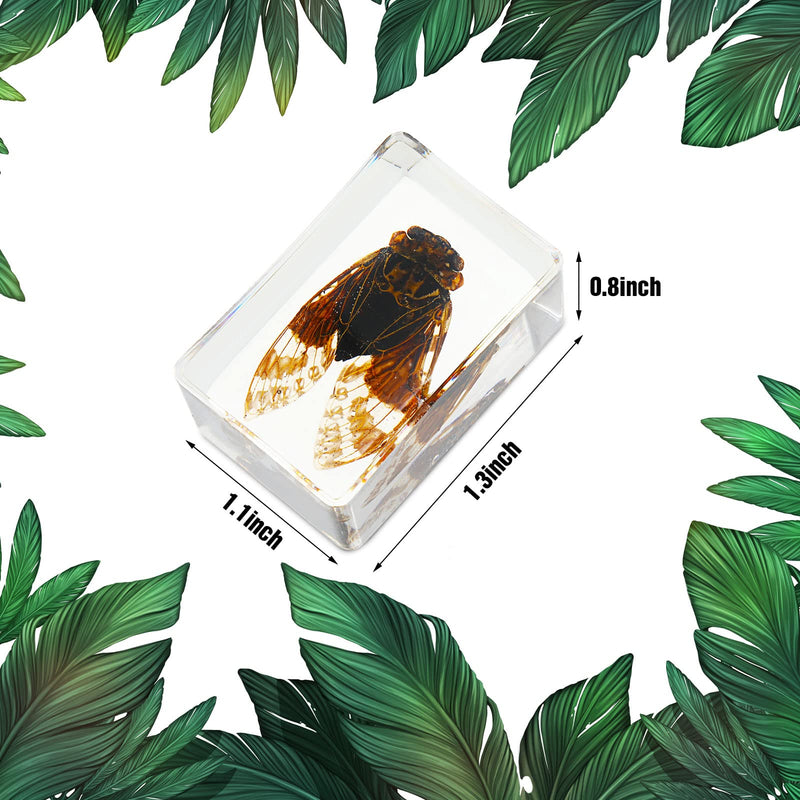 [Australia - AusPower] - 12 Pcs Insect in Resin Specimen Bugs Collection Paperweights Arachnid Resin Specimen Different Insect Specimen Bug Preserved in Resin for Kids Scientific Educational Toy, 12 Styles (Butterfly) Butterfly 