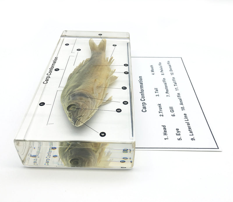 [Australia - AusPower] - Fish Carp Conformation Specimen in Acrylic Block Paperweights Science Classroom Specimens for Science Education 