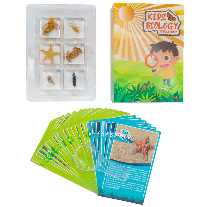[Australia - AusPower] - EJLIFEBOX 6 PCS Marine Life Specimen Set,Hermit Crab,Fiddler Crab,Starfish,Nassariidae,Sea Cucumber, Chiromantes Dehaani Resin Collection Science Toys 