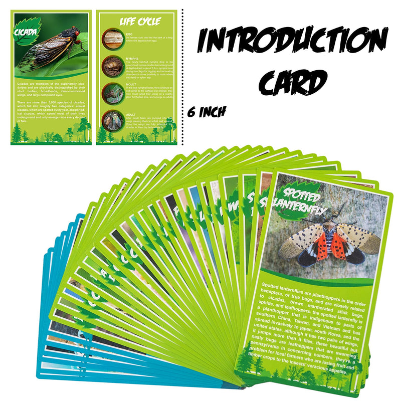 [Australia - AusPower] - 6 PCS Insect Specimen Set,Cicada,Wasp,Spider,Scorpion,Locust,Chafer Resin Collection Science Toys 