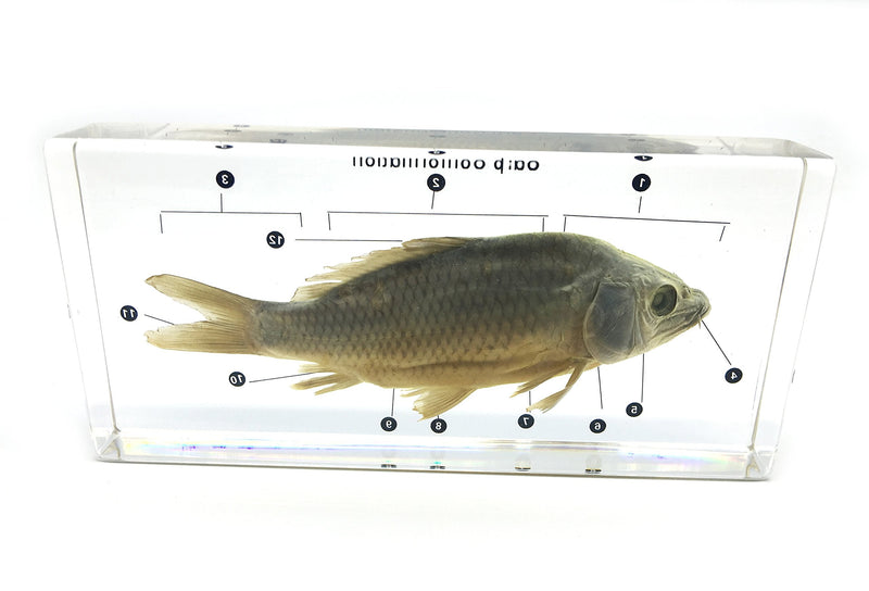 [Australia - AusPower] - Fish Carp Conformation Specimen in Acrylic Block Paperweights Science Classroom Specimens for Science Education 