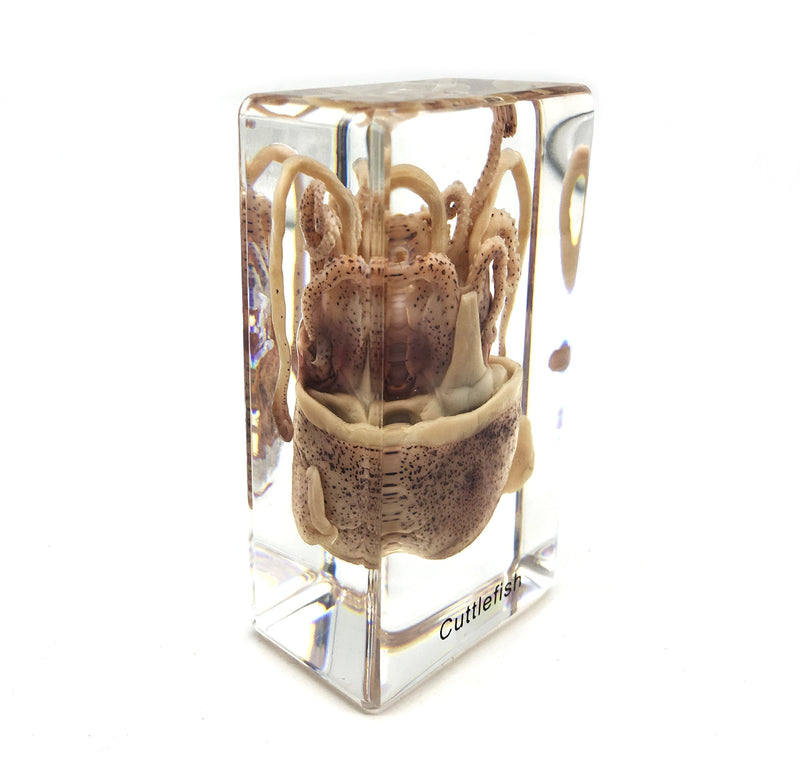 [Australia - AusPower] - Squid Cuttlefish Specimen in Acrylic Block Paperweights Science Classroom Specimens for Science Education（2.9x1.6x1 inch） 