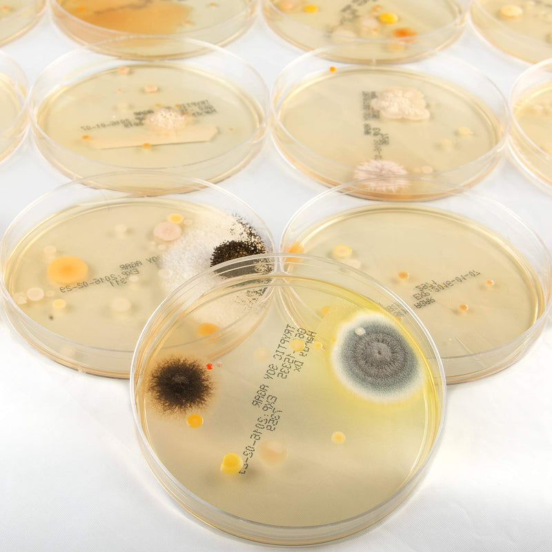 [Australia - AusPower] - Steve Spangler's Growing Bacteria Science Experiment Kit 